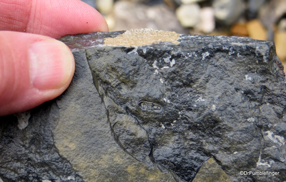 Arthropoda Fossils, Stanley Glacier, Kootenay National Park