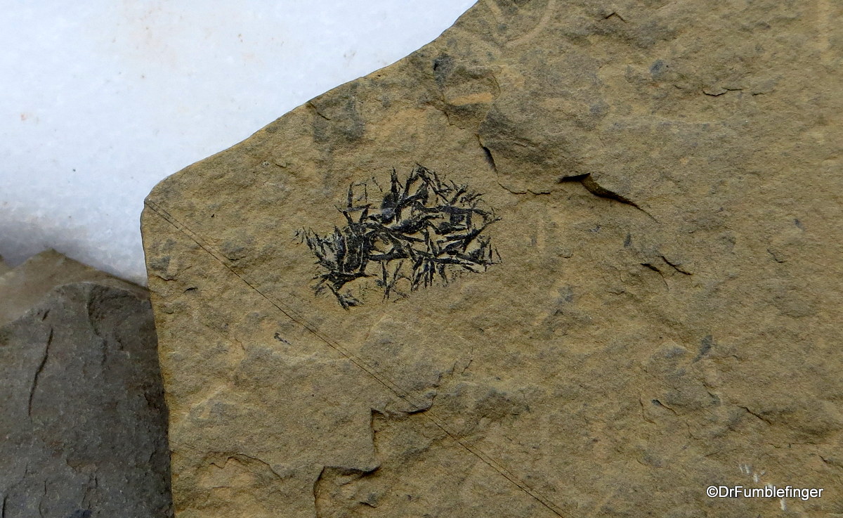 Diagonellia cyanthiformis fossil, Kootenay National Park