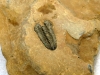 Trilobite fossil, Stanley Glacier, Kootenay National Park