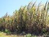 Dole Plantation , Oahu. Sugar Cane