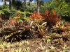 Dole Plantation , Oahu. Gardens