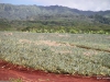 Dole Plantation , Oahu. Pineapple field