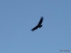 Andean condor, El Chalten