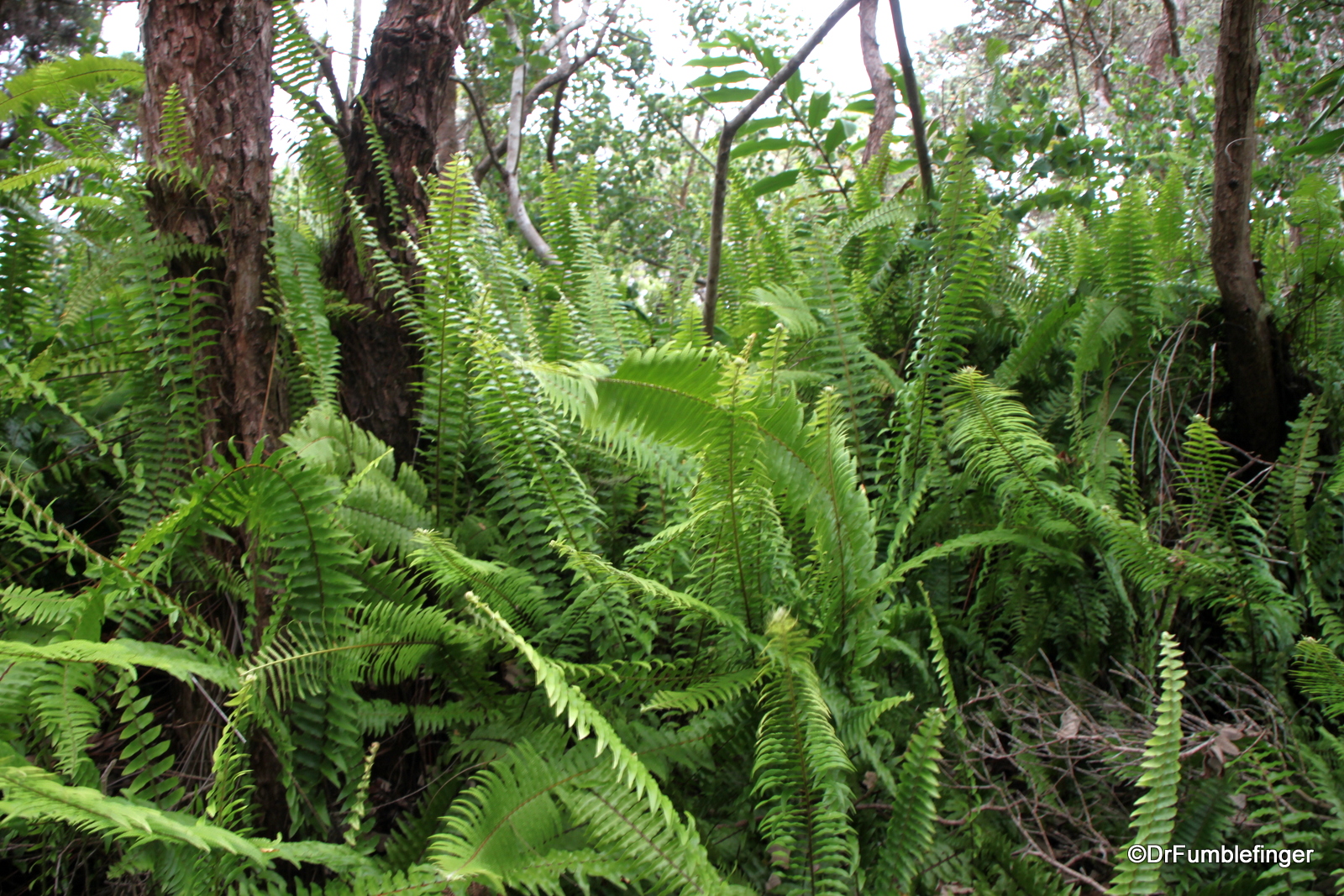 Ferns, Volcanoes National Park