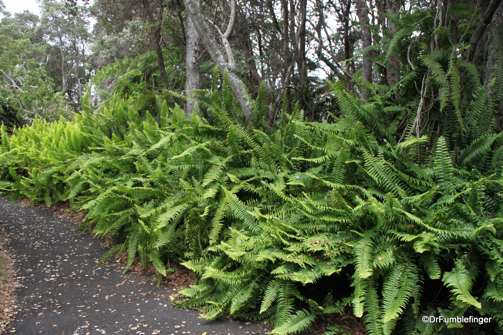 Ferns, Volcanoes National Park