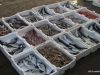 60 FCO February 2015.  Tiber River.  Fishermen selling their catch (4)