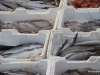 60 FCO February 2015.  Tiber River.  Fishermen selling their catch (6)