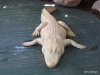 21 Gatorland 11-2015 (110) Leucistic alligators