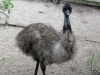 32 Gatorland 11-2015 (208) emu