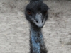 33 Gatorland 11-2015 (210) emu