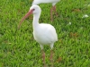 34 Gatorland 11-2015 (181) American white egret