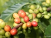 05 Greenwell Coffee Plantation