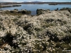 El Calafate, Laguna Nimez Nature Preserve. Wildflowers