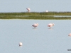 El Calafate, Laguna Nimez Nature Preserve. Flamingos