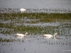 El Calafate, Laguna Nimez Nature Preserve. Swans