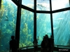 Monterey Bay Aquarium. Kelp Forest