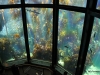 Monterey Bay Aquarium. Kelp Forest