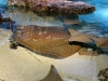 New England Aquarium Shark and Ray Tank