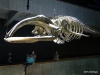 New England Aquarium, Whale skeleton