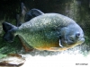 New England Aquarium . Red-bellied piranha