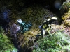 New England Aquarium, Poison dart frog