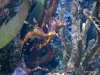 New England Aquarium, Leafy Sea Dragon