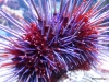 New England Aquarium, sea urchin
