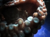 New England Aquarium, Giant Octopus tentacle