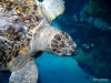 New England Aquarium Kemp's Ridley Sea Turtle