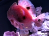 New England Aquarium ocellated frogfish
