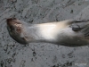 New England Aquarium, Sea Otter
