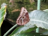 016 Niagara Butterfly Conservancy 7-2013