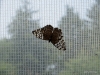 019 Niagara Butterfly Conservancy 7-2013
