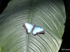 031 Niagara Butterfly Conservancy 7-2013