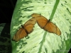 040 Niagara Butterfly Conservancy 7-2013