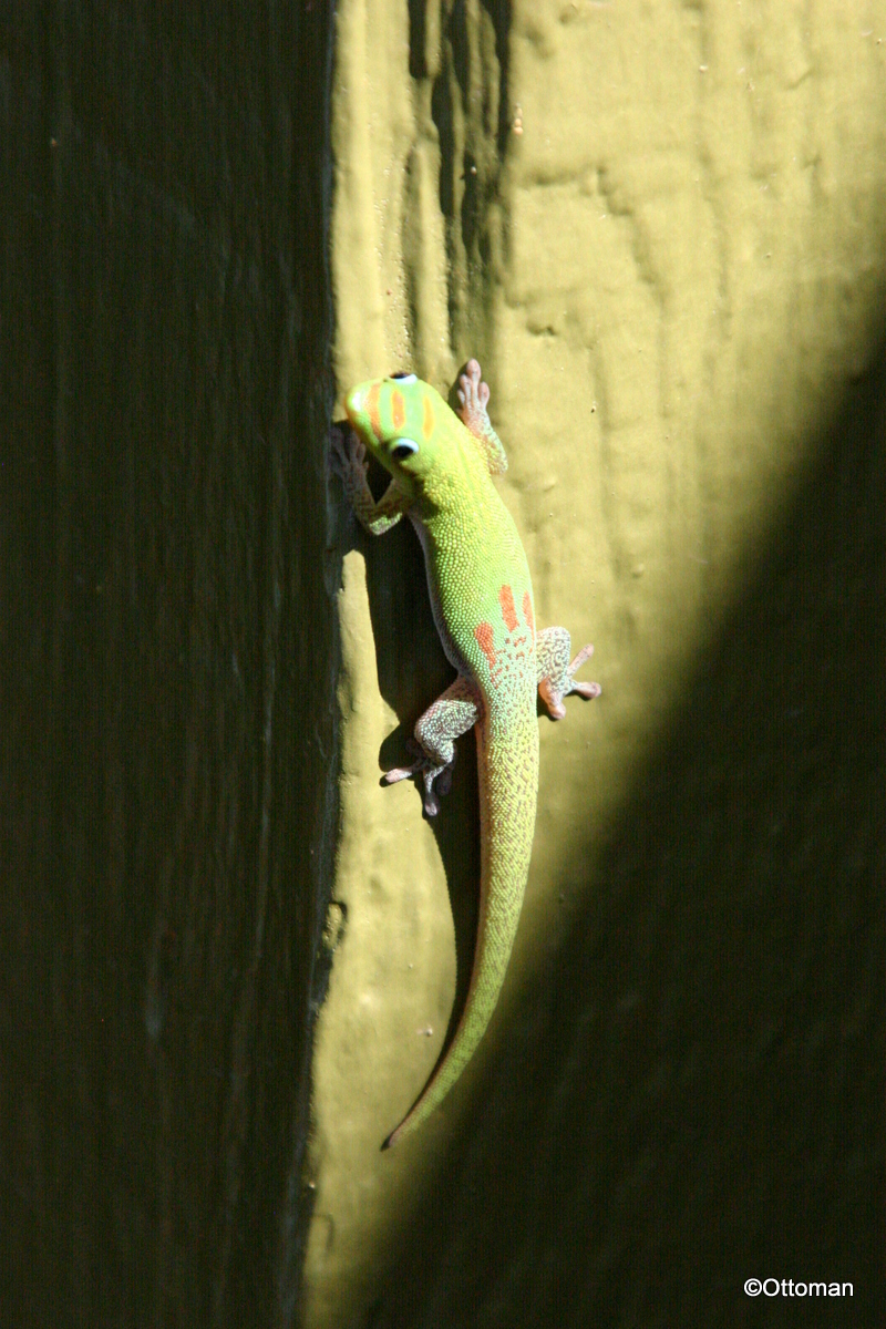 Gecko, Oahu's North Shore