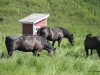 Percheron Horses, Alberta