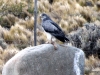 Black chested buzzard eagle, spotted on the road