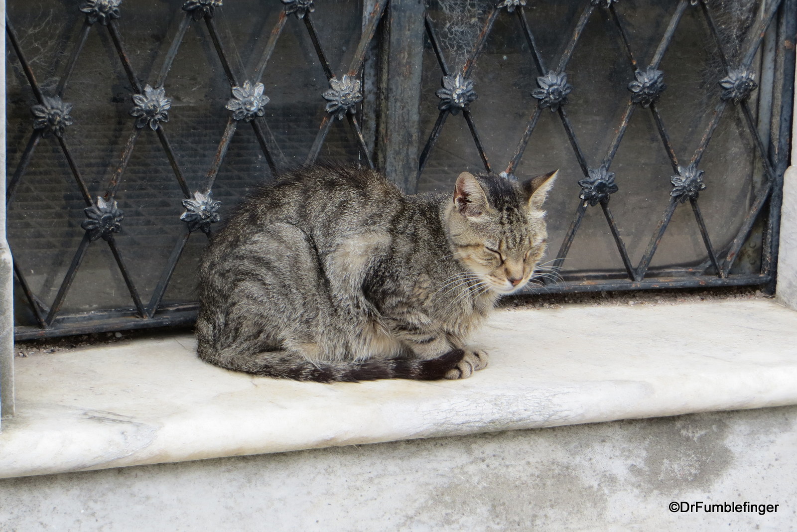 Buenos Aires Recoleta Cemetery 012 cat