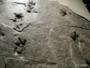 Dinosaur footprints, Royal Tyrrell Museum