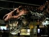 Royal Tyrrell Museum, Drumheller. Lords of the Land.. T Rex