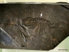 Burgess Shale fossil, Royal Tyrrell Museum, Drumheller