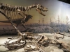 Dome-headed dinosaurs, Dinosaur Hall, Royal Tyrrell Museum