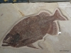 Fish fossils, Royal Tyrrell Museum, Drumheller