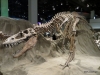 Albertosaurus, Dinosaur Hall, Royal Tyrrell Museum