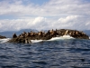 QCI Skeedans 2003 026 Seal Island