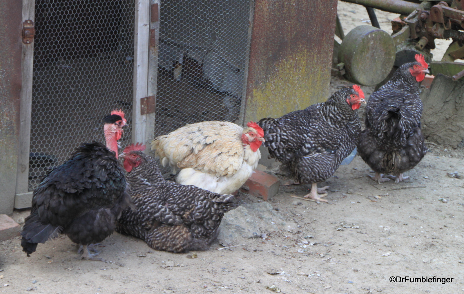 Chickens, farm in Fontevraud Abbey