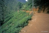 Tea plantation, trail to Adam's Peak
