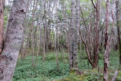 Vegetation in Ainsworth Bay, Tierra del Fuego