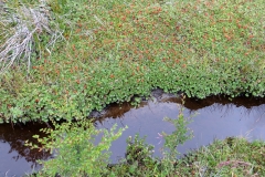 Small stream in Ainsworth Bay, Tierra del Fuego